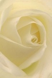 This intimate view leads you straight into the heart of an ivory rose, its petals arranged in a perfect spiral that seems to glow with soft, filtered light-echoing a peaceful Queen's Park dawn. The creamy folds, almost whisper-thin, cradle pockets of delicate shadow that lend the flower a mesmerizing sense of depth and quiet drama. As your senses linger on the textured matte finish and creamy sheen, you can imagine the touch of morning dew settling over Queen's Park allotments. The rose radiates an air of tender reverence, perfect for condolences, thoughtful gestures, or marking the beginnings of new stories within the local community. The composition evokes the tranquility of nearby parks and gardens, inviting you to reflect and find solace. Each petal, perfectly placed, suggests both fragility and the skill of a true artisan-a testament to the heartfelt care invested by Queen's Park's own florists. You might almost sense the subtle, sweet aroma, ushering in comfort and serenity that lingers with every thoughtful delivery across Queen's Park.
